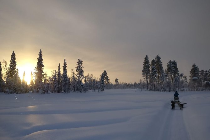 Husky Tour Sit and Drive Combo Tour from Kiruna - Coffee, cake, and stories beside the fire