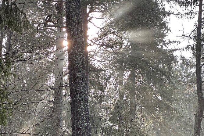 Icebathing and Sauna, Forest Hike and Fireplace Lunch - Private - Is $294.95 per person good value?
