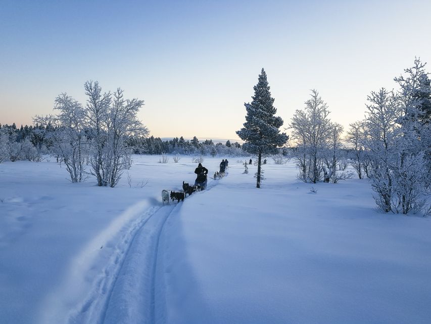 Kiruna: Guided Afternoon Drive Your Own Dog Sled Tour - Key points at a glance