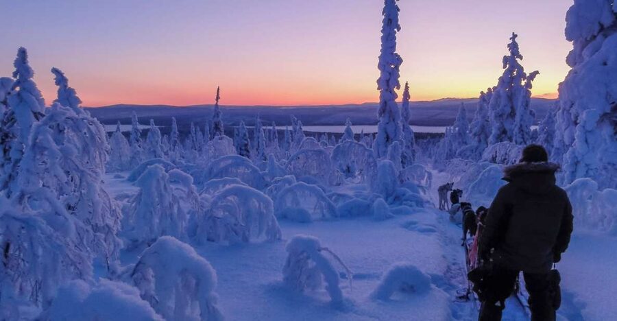 Kiruna: Guided Afternoon Drive Your Own Dog Sled Tour - Taking the reins in Swedish Lapland
