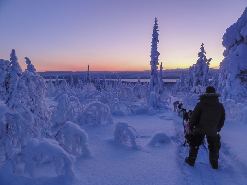 Kiruna: Guided Afternoon Drive Your Own Dog Sled Tour - Sunset, snow, and the polar night