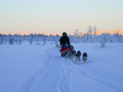 Guided Afternoon Drive Your Own Dog Sled Tour