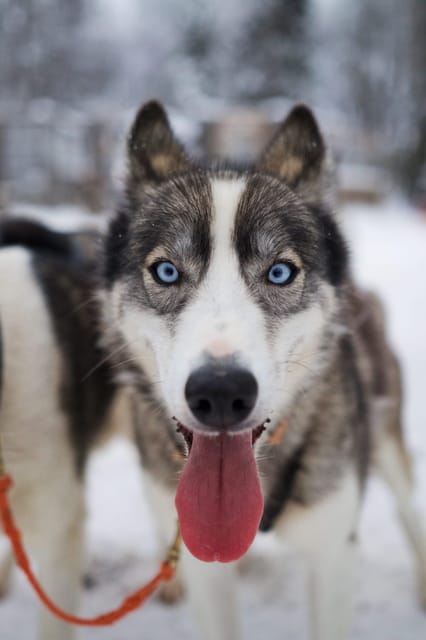 Kiruna: Morning Husky Sled Ride with Coffee Break - Meeting the Dogs Before Departure