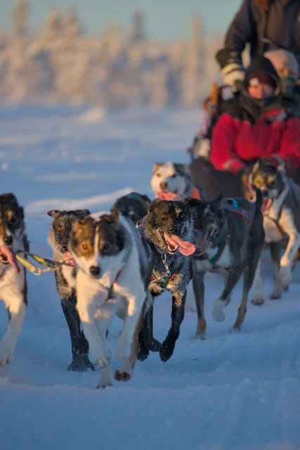 Kiruna: Morning Husky Sled Ride with Coffee Break - Fika in a Wilderness Cabin