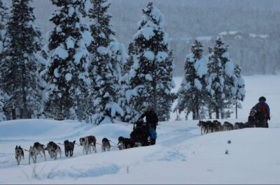 Morning Husky Sled Ride with Coffee Break