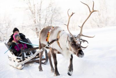 Sami Reindeer Experience