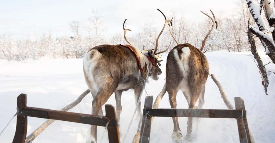 KIRUNA: Sami Reindeer Experience - Steering a short reindeer sled ride