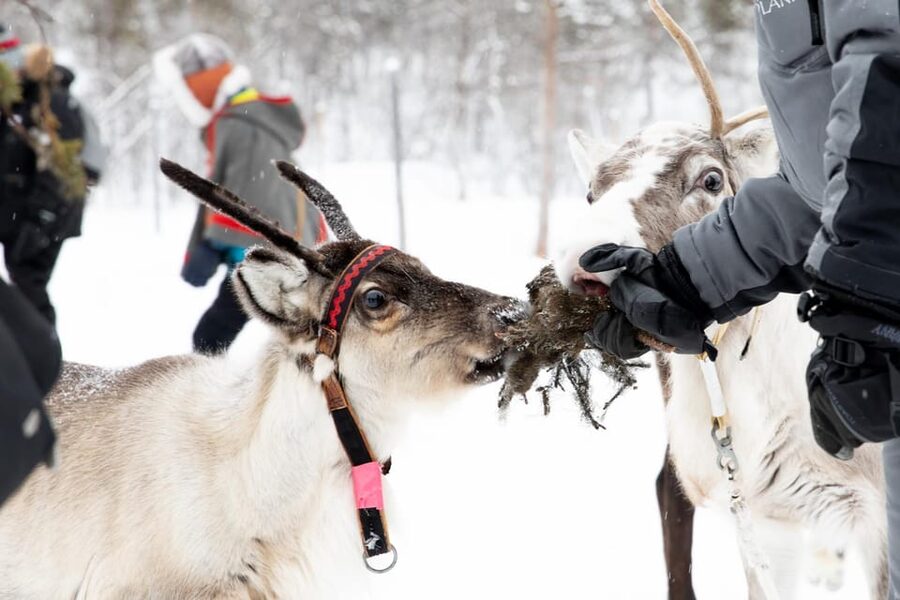 KIRUNA: Sami Reindeer Experience - Suovas, bread, and coffee beside the fire