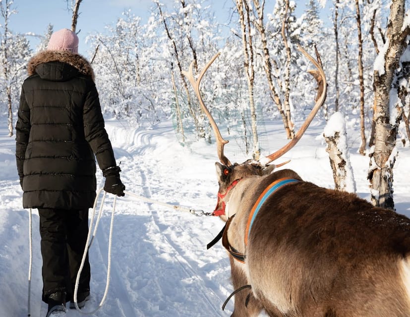KIRUNA: Sami Reindeer Experience - Who will enjoy this Sami reindeer visit?