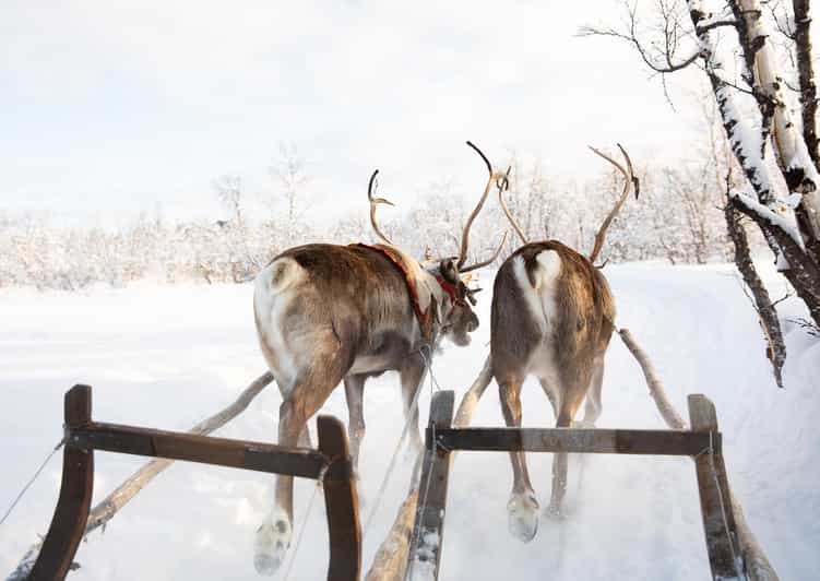 KIRUNA: Sami Reindeer Experience - Useful planning details before you book