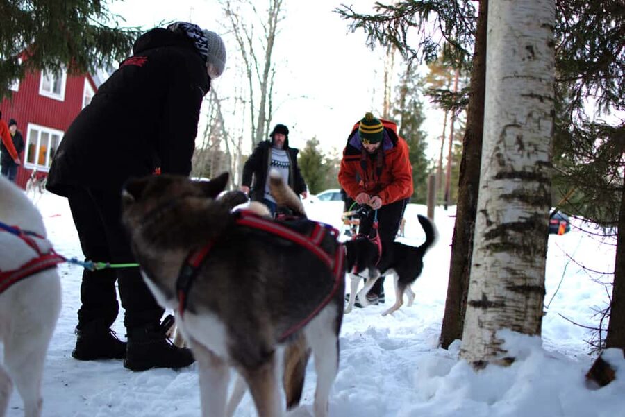 Luleå: Guided Dog Sledding Tour - Key Points at a Glance