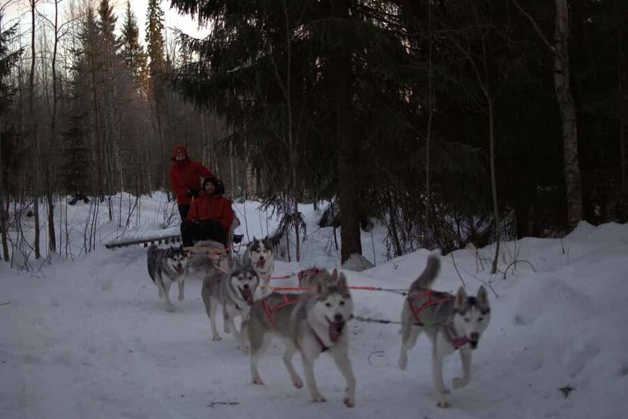 Luleå: Guided Dog Sledding Tour - Harnessing Up for the Ale Route