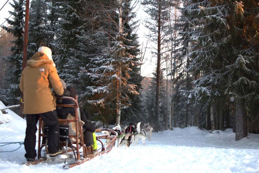 Luleå: Guided Dog Sledding Tour - The Best Part for Animal Lovers