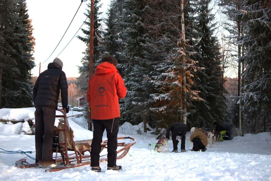 Luleå: Guided Dog Sledding Tour - Who Will Enjoy This Most?