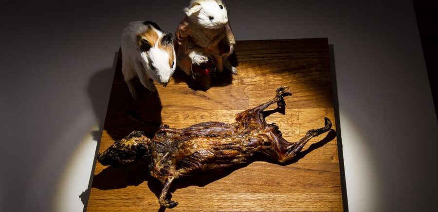 Malmö: Disgusting Food Museum Entrance Ticket - Who will enjoy it, and who should think twice