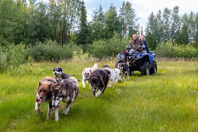 Meet 70 Huskies and Enjoy a short ATV Tour with the Huskies - A kennel visit with real hands-on time