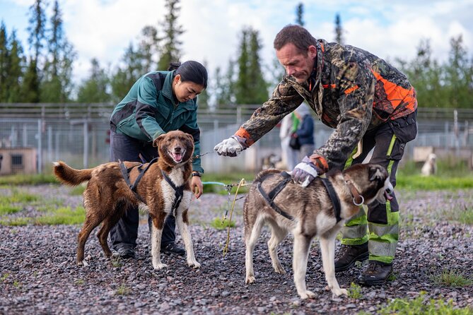 Meet 70 Huskies and Enjoy a short ATV Tour with the Huskies - Helping prepare a team of 8 to 10 dogs