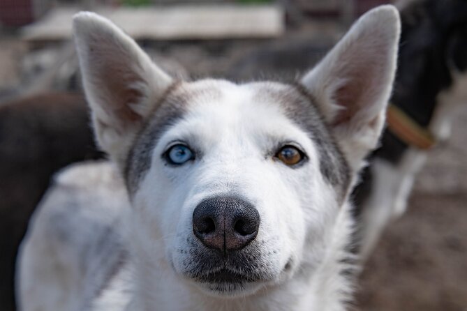 Meet 70 Huskies and Enjoy a short ATV Tour with the Huskies - Who will enjoy this most?