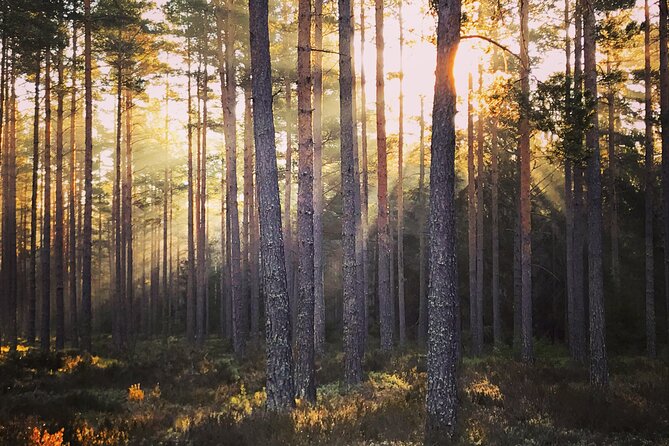 Midnight Sun and Campfire - National Park evening hike Stockholm - The Nordic midnight sun and long evening light