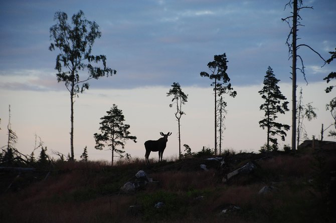 Moose safari in the wild Sweden Tiveden - Why this safari earns a place in your Sweden plans