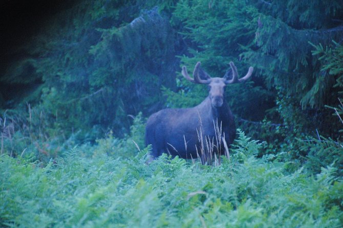 Moose safari in the wild Sweden Tiveden - The campfire dinner is more than a meal