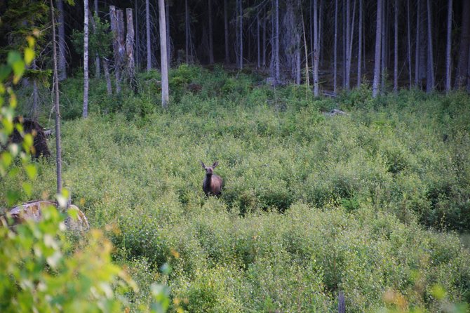 Moose safari in the wild Sweden Tiveden - What makes guide David important