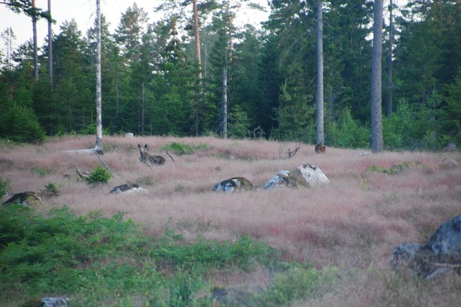 Moose safari in the wild Sweden Tiveden - A genuinely small group, not a bus outing