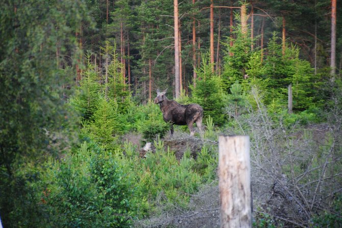 Moose safari in the wild Sweden Tiveden - Clothing is not a minor detail