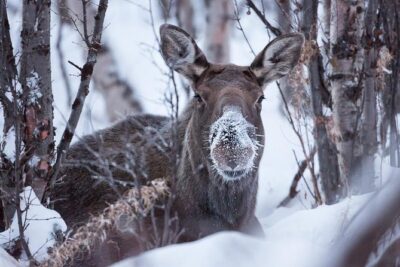 Morning hike in Abisko National Park