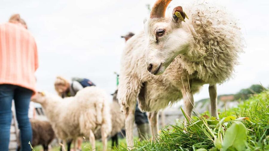 Nordens Ark Entry Ticket - Meeting farm animals and native breeds