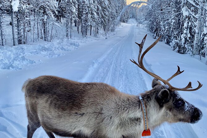 Private snowmobile day tours - Who Will Enjoy This Private Snowmobile Day