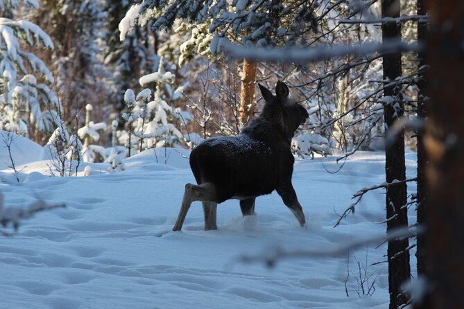 Private snowmobile day tours - Into the Forest of Candelabra Trees