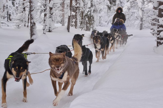 Sit Back and Relax Morning Husky Tour - Key points at a glance