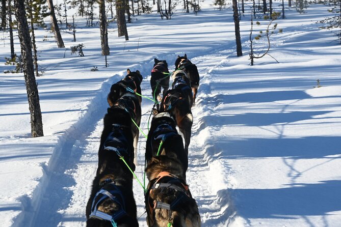 Sit Back and Relax Morning Husky Tour - The ride begins at Husky Tours Lapland