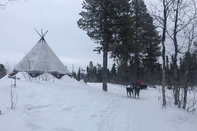 Sit Back and Relax Morning Husky Tour - Who will enjoy this morning tour most?