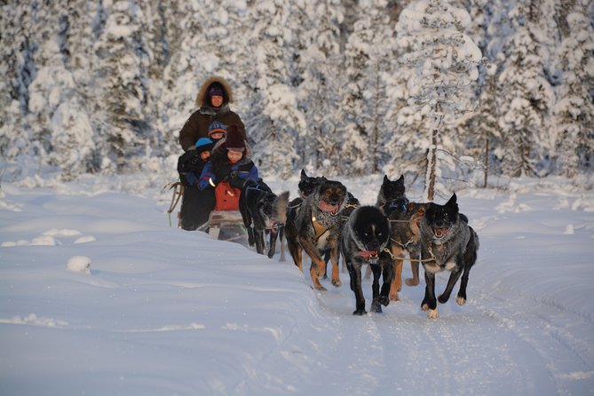 Sit Back and Relax Morning Husky Tour - Twelve to thirteen kilometers into the snow