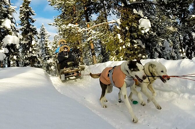 Sit Down Husky Ride Dog Sled Tour in Kiruna - A husky ride built for sitting back