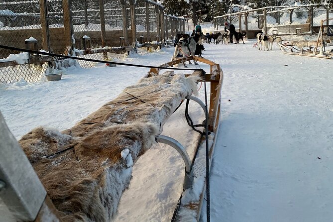 Sit Down Husky Ride Dog Sled Tour in Kiruna - The sled ride through forest and over ice