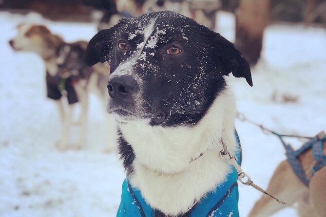 Sit Down Husky Ride Dog Sled Tour in Kiruna - Meeting the dogs at the Lavvu tent