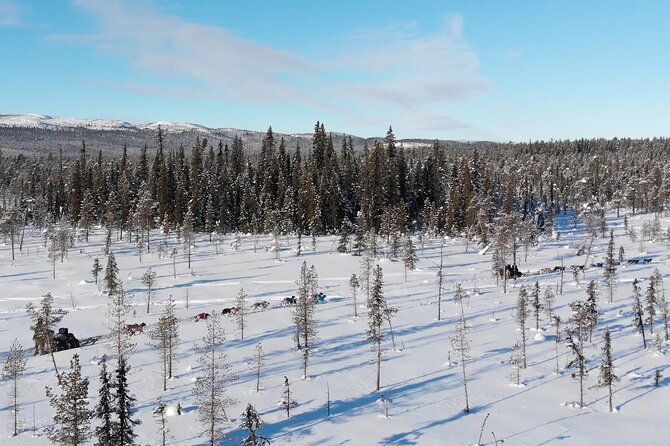 Sit Down Husky Ride Dog Sled Tour in Kiruna - What the guides add