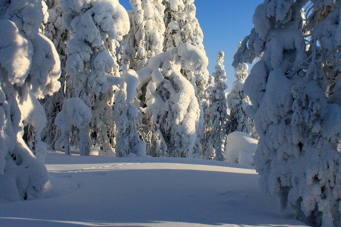 Snowshoe in a Winter Forest - The fire break, berry juice, and Kangoskaka