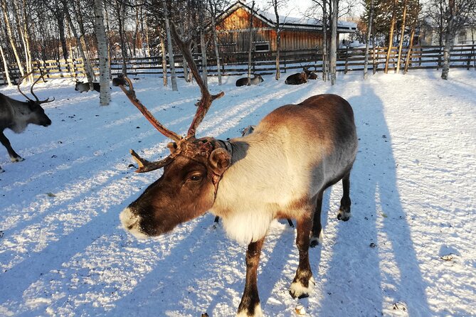 Stockholm Christmas Tour and Food Tasting Experience - Kungsträdgården finishes with glögg and gingerbread
