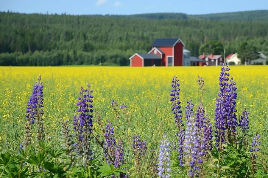 Stockholm: Evening Wildlife Safari with Midsummer Meal - At a glance: what makes this safari worth considering