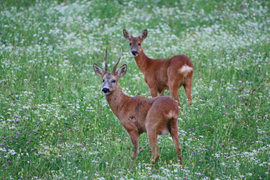 Stockholm: Evening Wildlife Safari with Midsummer Meal - Leaving Stockholm for the Swedish countryside