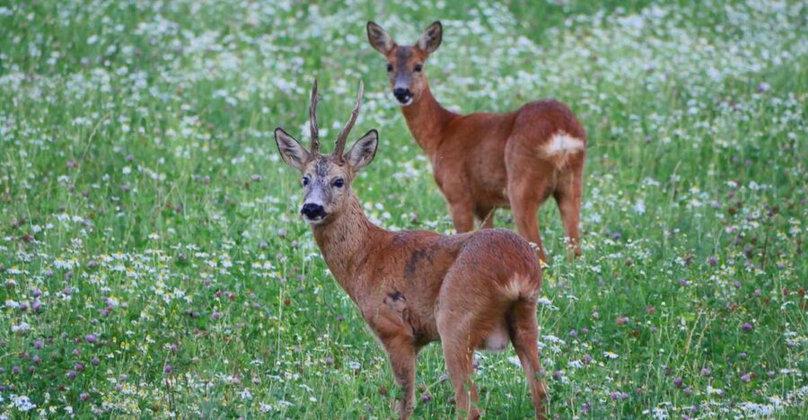 Stockholm: Evening Wildlife Safari with Midsummer Meal - The outdoor camp and Swedish midsummer meal
