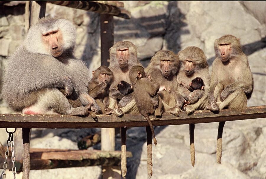 Stockholm: The Skansen Aquarium Entry Ticket - Booking, cancellation, and practical details