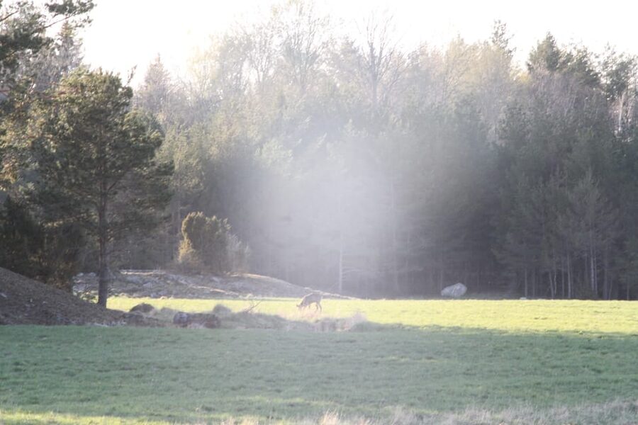 Stockholm: Wildlife Safari - Searching for moose, deer, and wild boar