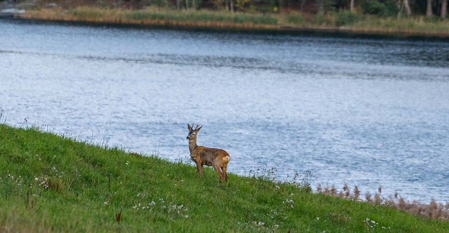 Stockholm: Wildlife Safari - A campfire dinner beside the forest