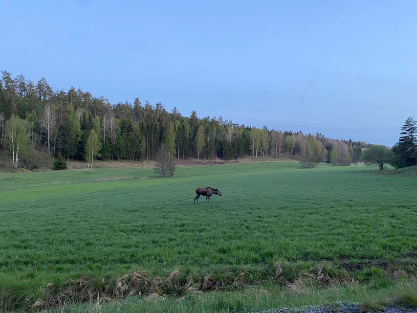 Stockholm: Wildlife Safari - What your $151 pays for