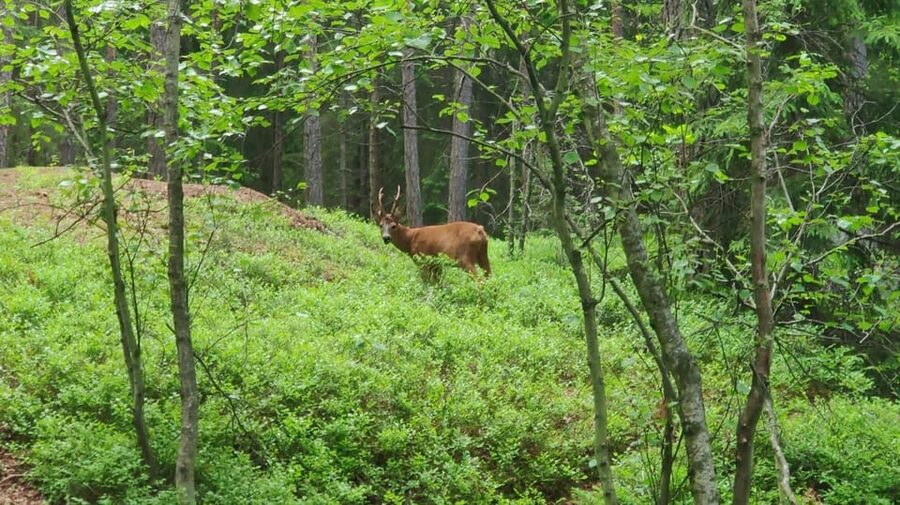 Stockholm: Wildlife Safari - Clothes, comfort, and useful planning
